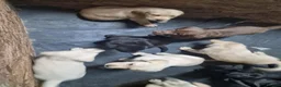 Labrador Retriever dogs for sale: 10 beautiful pedigree labrador pups in Pontypool - Advert 7
