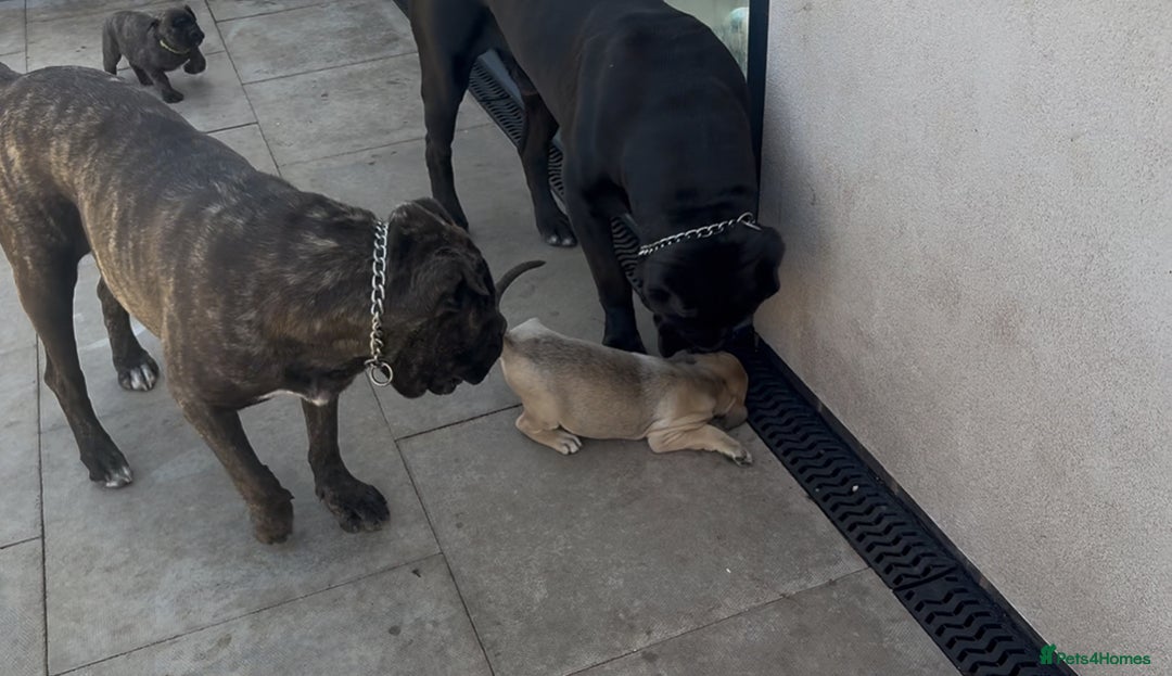 Cane Corso dogs for sale: Cane Corso puppies  - Image 11