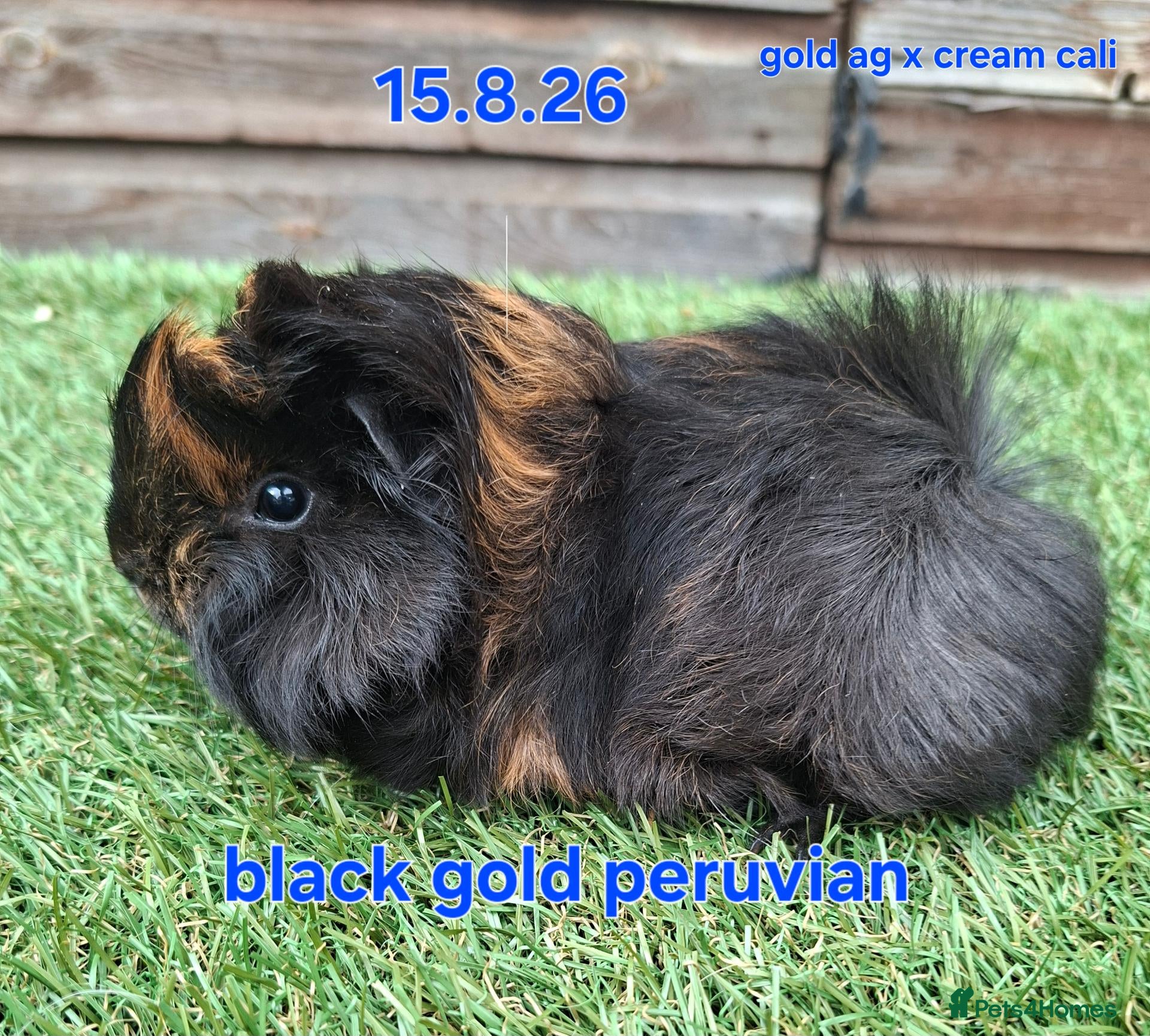 Guinea Pig rodents Fluffy boy guinea pigs teddy, alpaca, peruvian - Advert 5