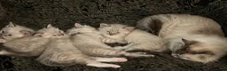 Ragdoll cats for sale: Beautiful 3 Ragdolls full of furry fun ❤️❤️❤️ - Advert 11