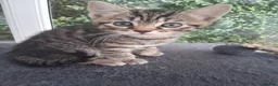 Mixed Breed cats for sale: Stunning Toyger striped tabbies 😻 - Advert 9
