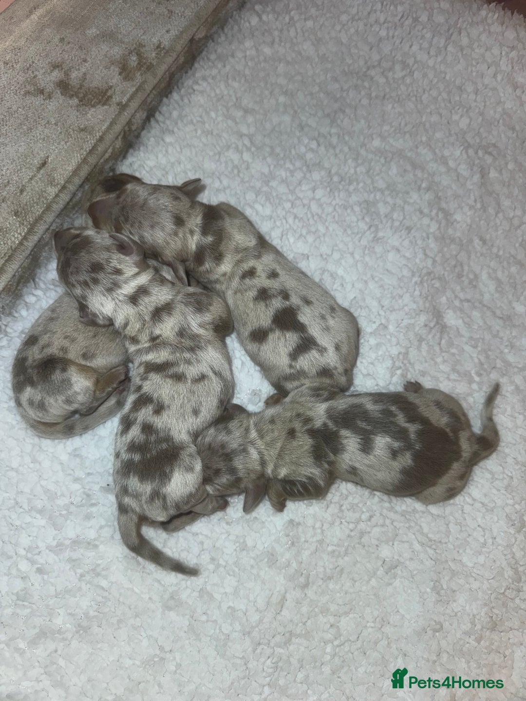 Miniature Dachshund dogs for sale: Isabella silver dapple miniature Daschound puppy’s - Advert 3