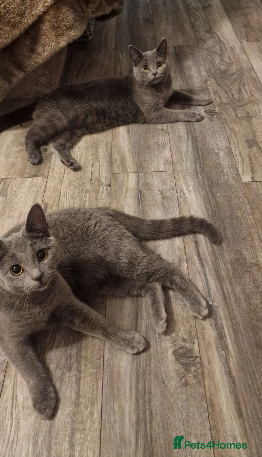 Russian Blue cats for sale: Russian blue 11 months girl for sale/exange male - Advert 2