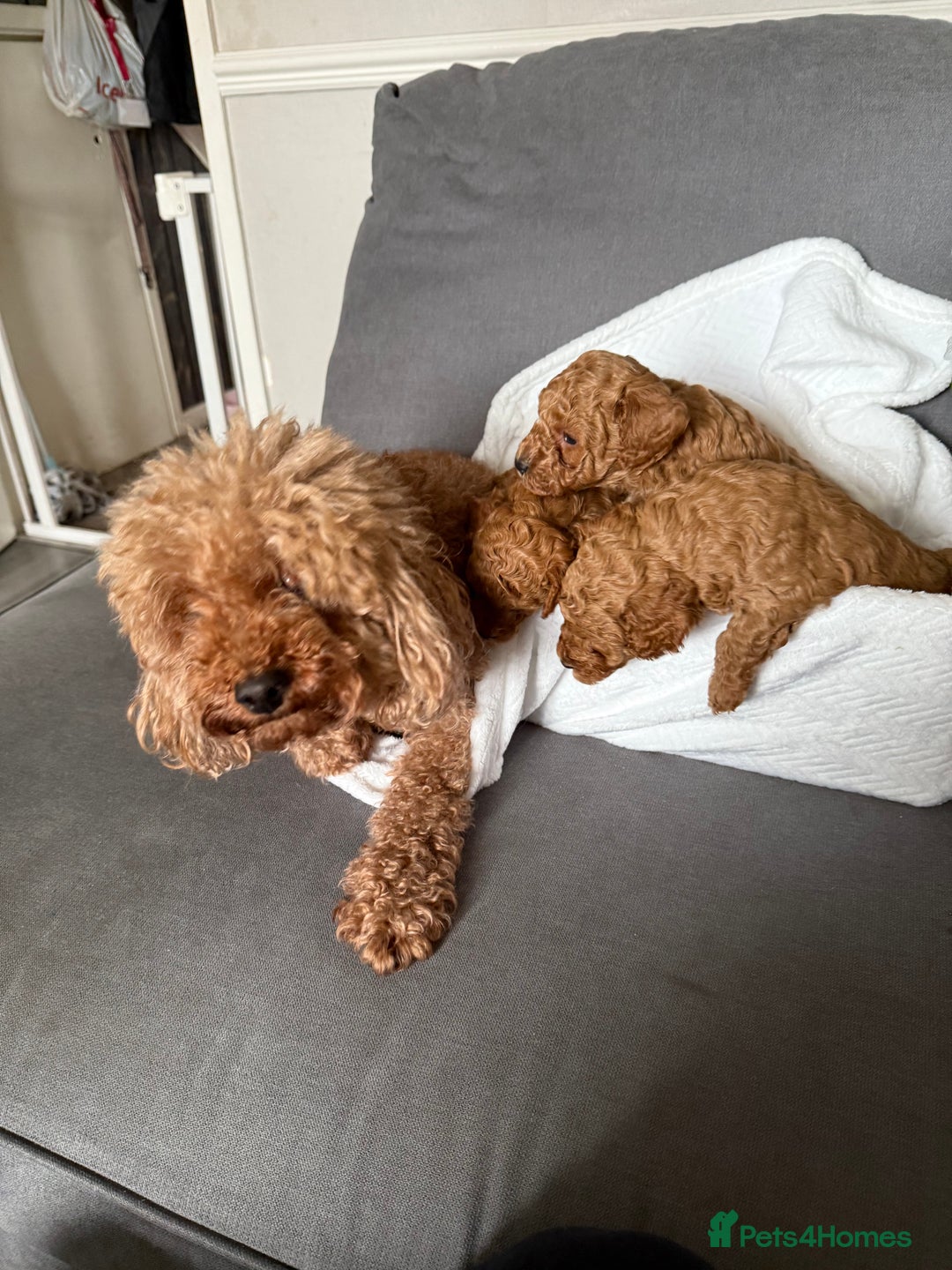 Cavapoo dogs for sale: F1B cavapoo puppies - Image 14