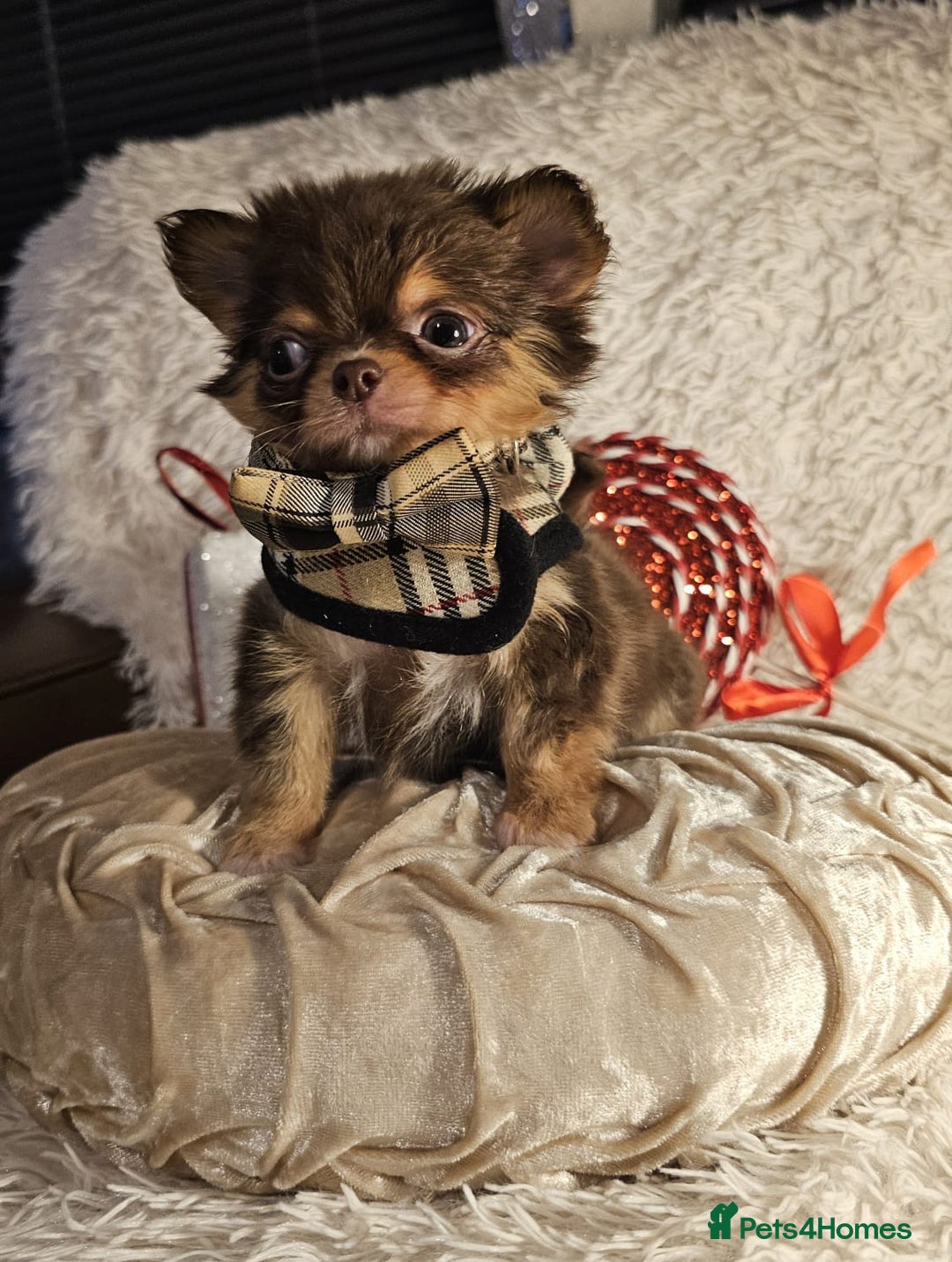Chihuahua dogs for sale: Xx gorgeous chocolate longcoat chihuahua puppy Xx - Advert 16