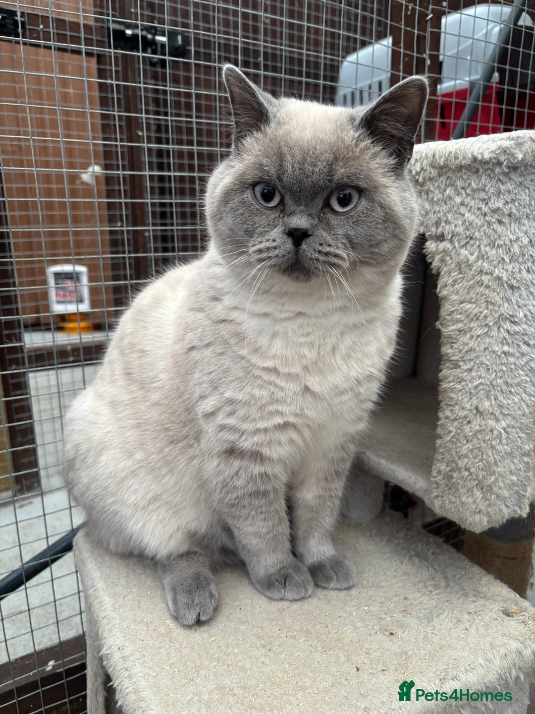 British Shorthair cats for sale: British shorthair GGCF active boy Blue CP  - Image 1