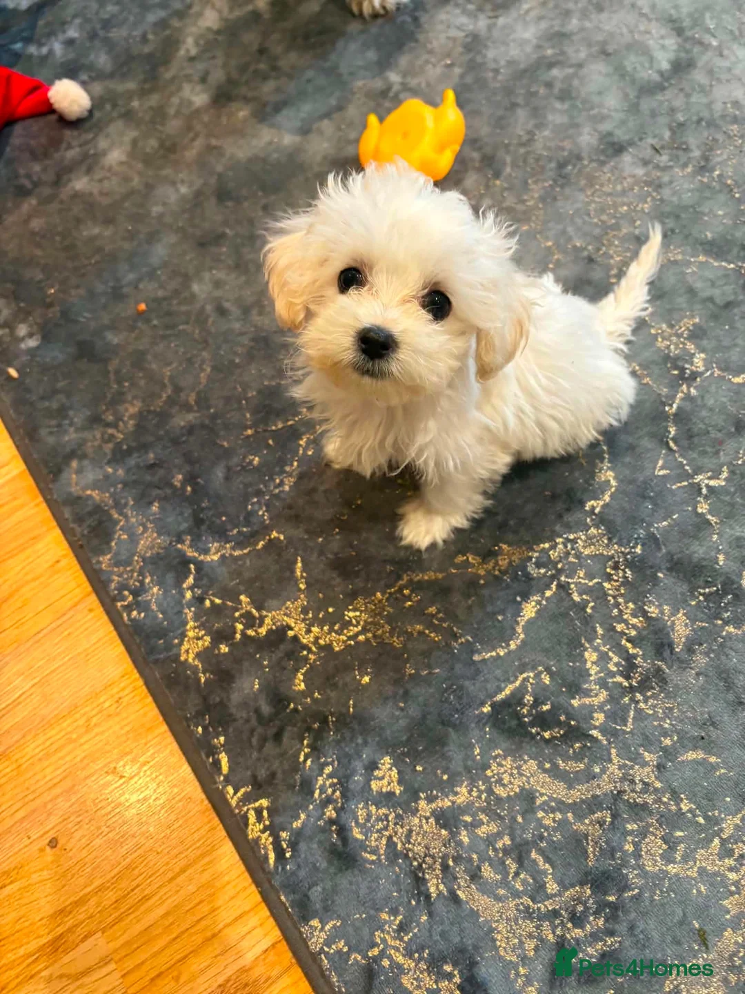 Bichon Frise dogs for sale: Adorable 17-week-old Bichon Frise Female in Norwich - Advert 3