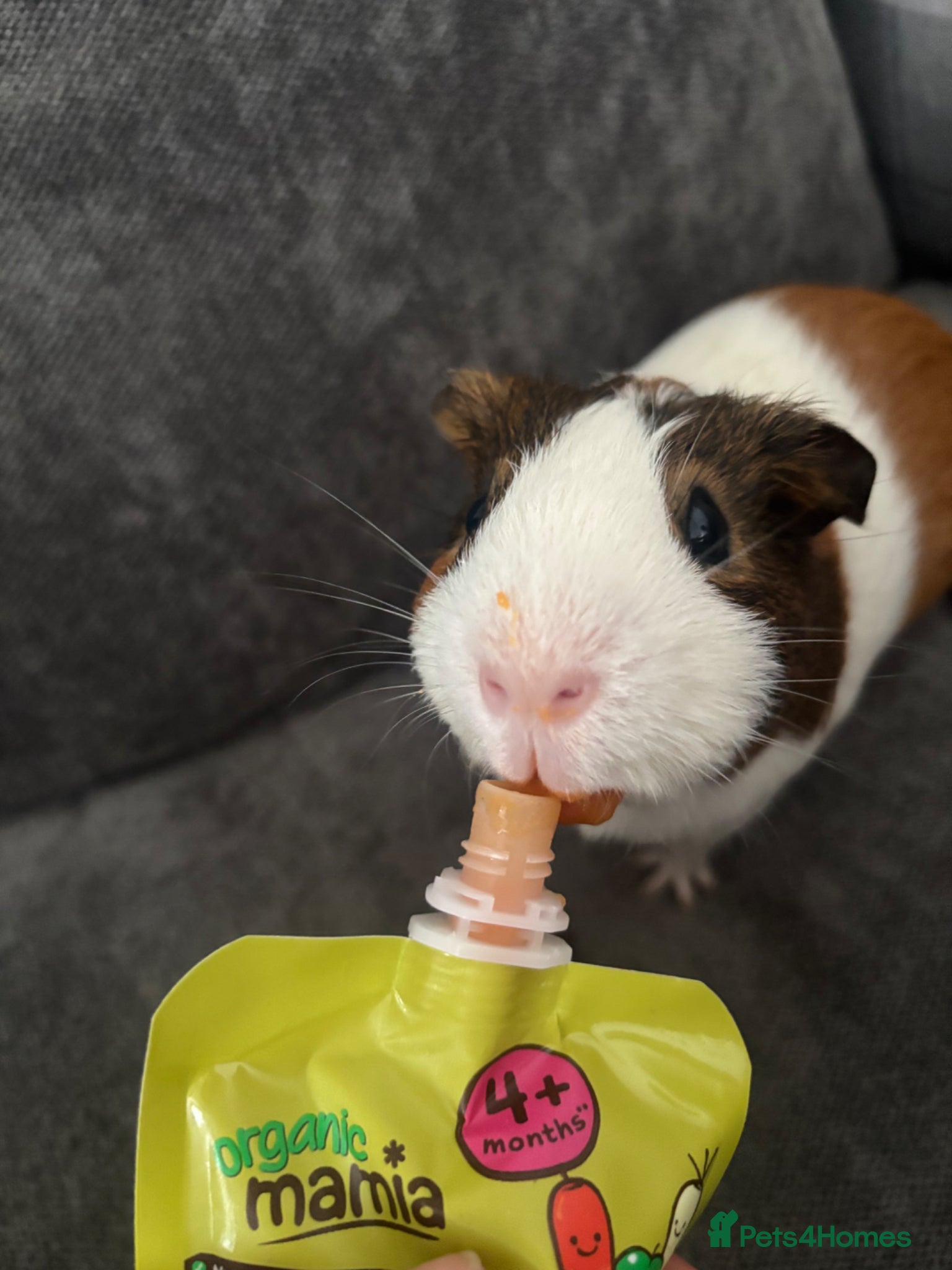 Guinea Pig rodents Bonded male guinea pigs – loving home needed💔 - Advert 1