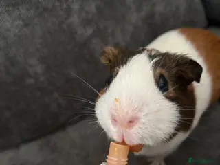 Guinea Pig rodents Bonded male guinea pigs – loving home needed💔 - Advert 1