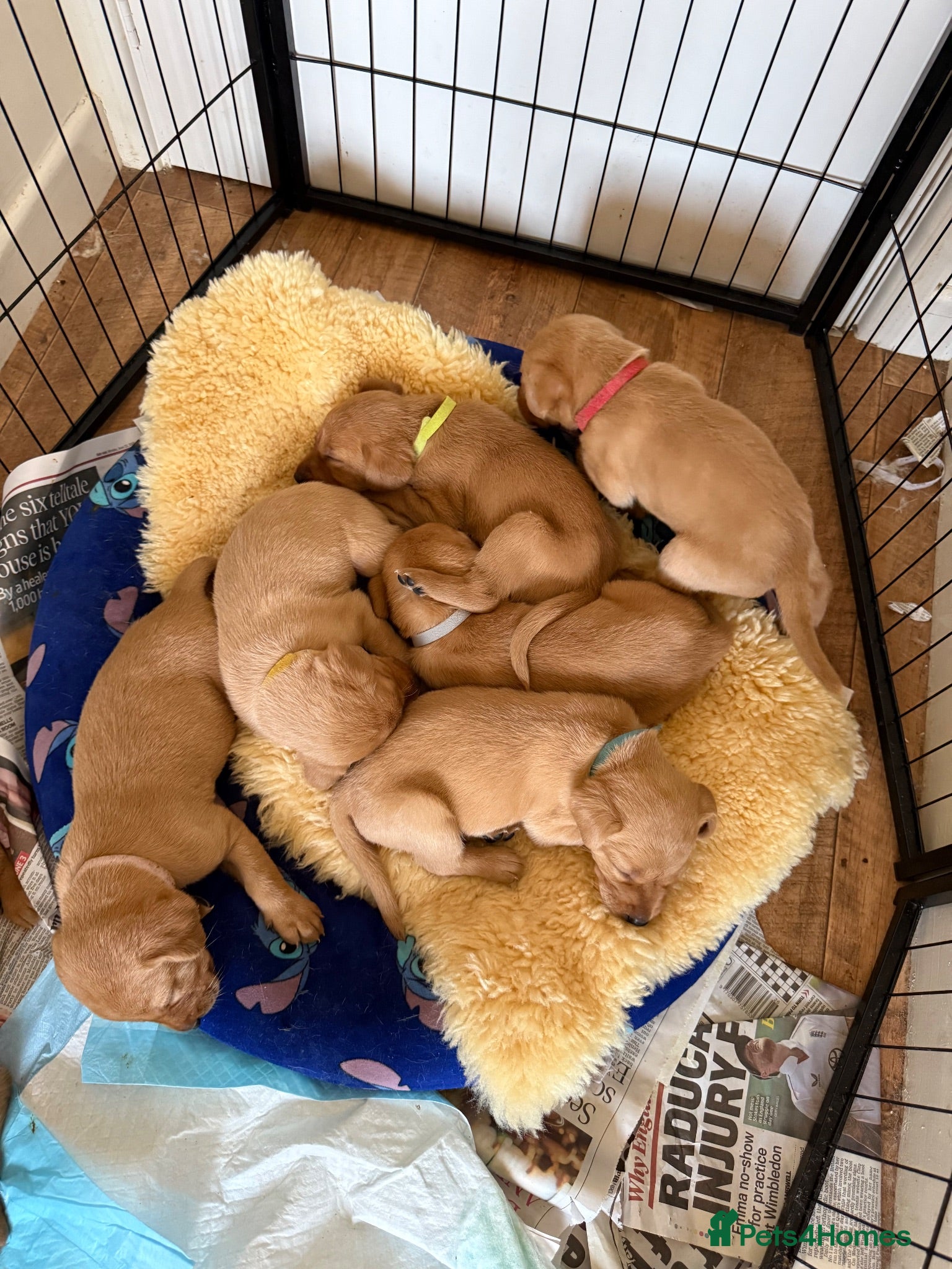 Labrador Retriever dogs Beautiful fox red Labrador puppies  - Advert 11