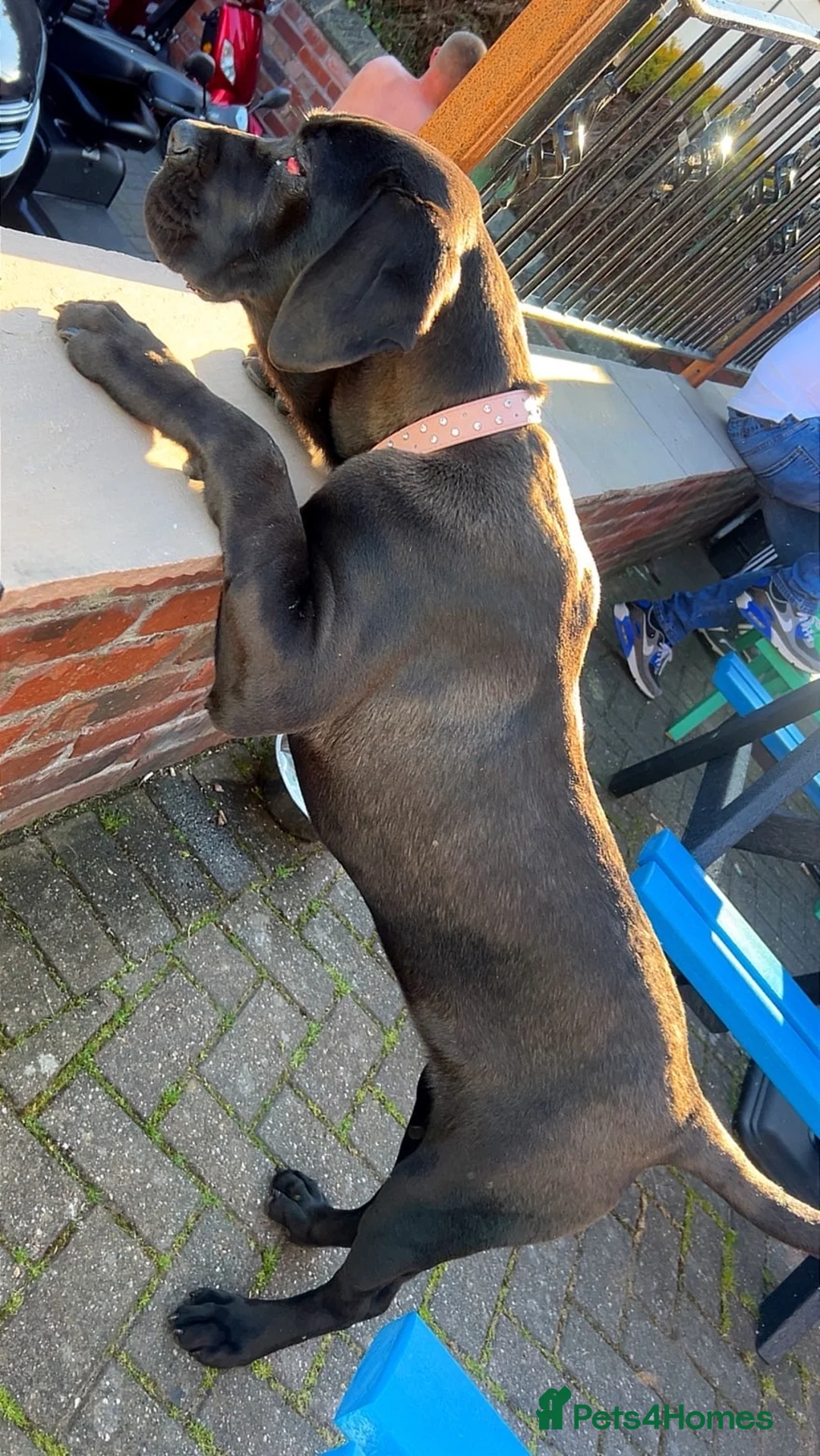 Cane Corso dogs for sale: cane corso female for sale  - Advert 2