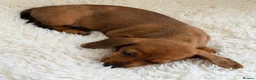 Miniature Dachshund dogs for sale: KC PRA Clear Champion Line Dapple Mini Dachshunds  - Advert 7