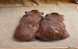 Guinea Pig rodents for sale: Beautiful self PE golden guinea pigs  - Image 12