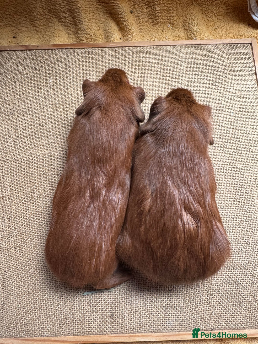 Guinea Pig rodents for sale: Beautiful self PE golden guinea pigs  - Image 12