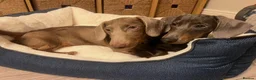 Dachshund dogs for sale: Lovely Pair Dachshunds Looking for a Forever Home in Derby - Advert 3