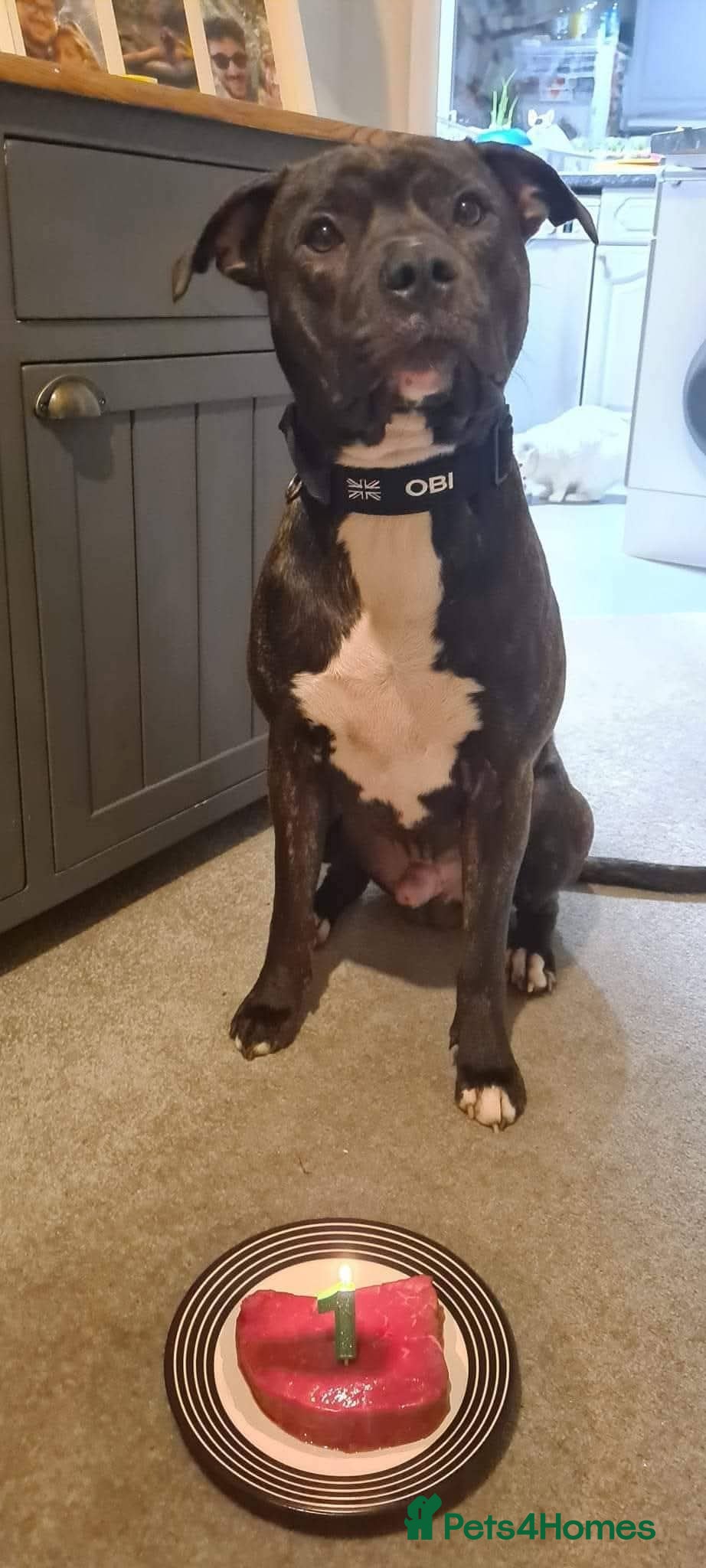 Staffordshire Bull Terrier dogs Staffy Cross for Stud - Advert 6