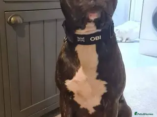 Staffordshire Bull Terrier dogs Staffy Cross for Stud - Advert 6