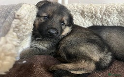 German Shepherd dogs for sale: Chunky GSD puppies from health tested parents  - Image 1