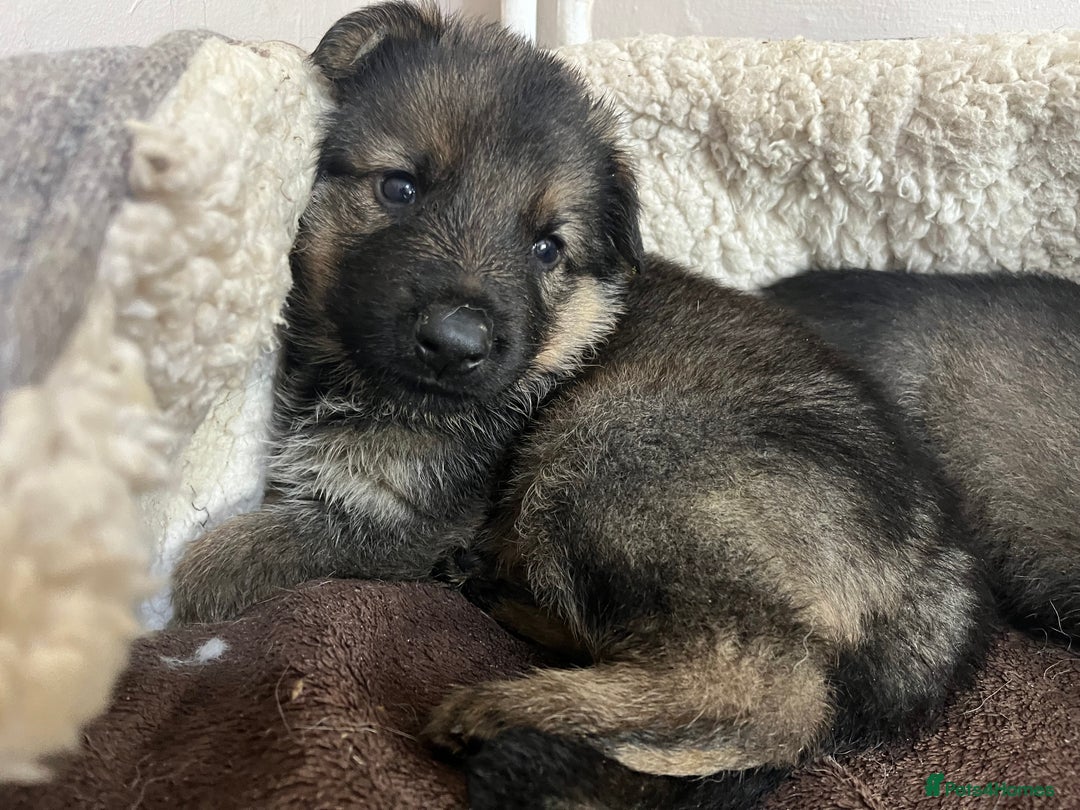 German Shepherd dogs for sale: Chunky GSD puppies from health tested parents  - Image 1