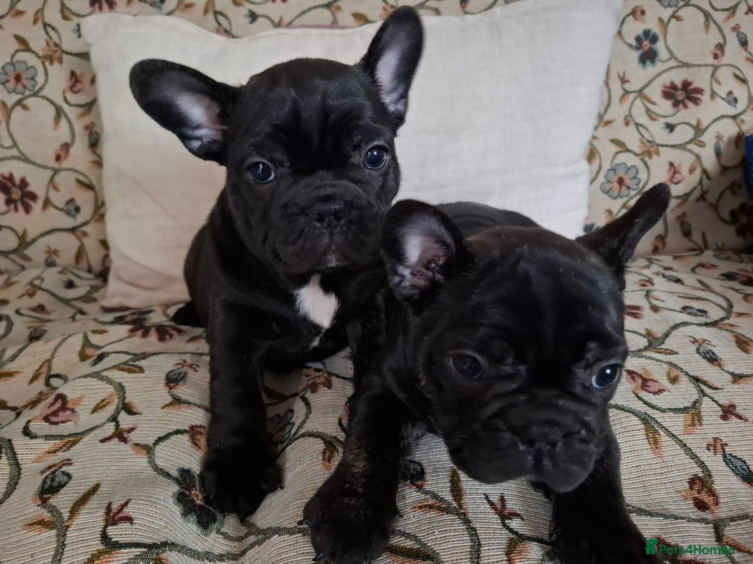 French Bulldog dogs for sale: Two puppies French Bulldogs looking for new home! - Image 1