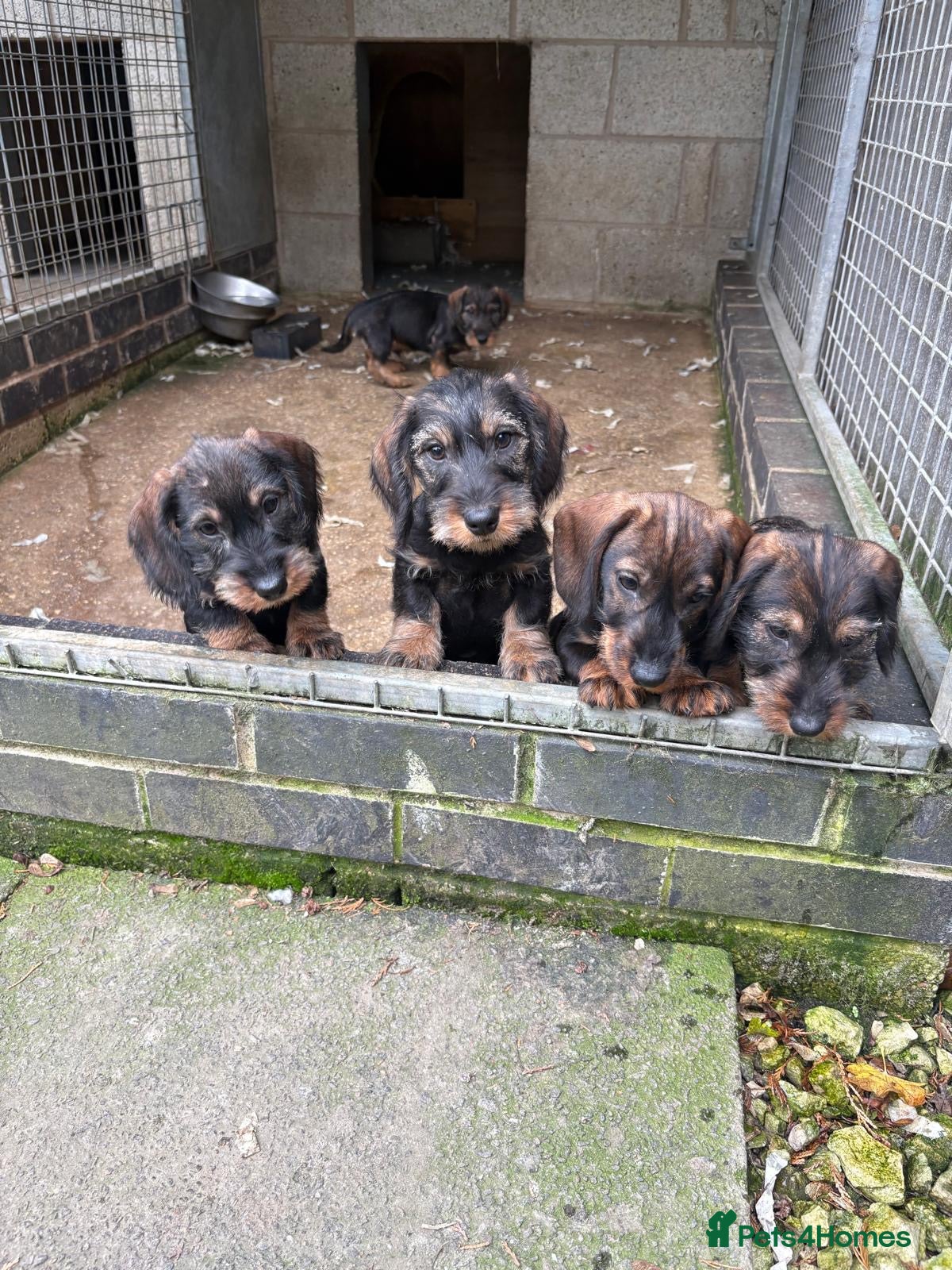 Dachshund dogs Ready now standard Wirehair dachshund (teckel)  - Advert 6