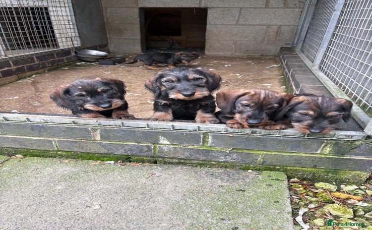 Dachshund dogs - Advert 1