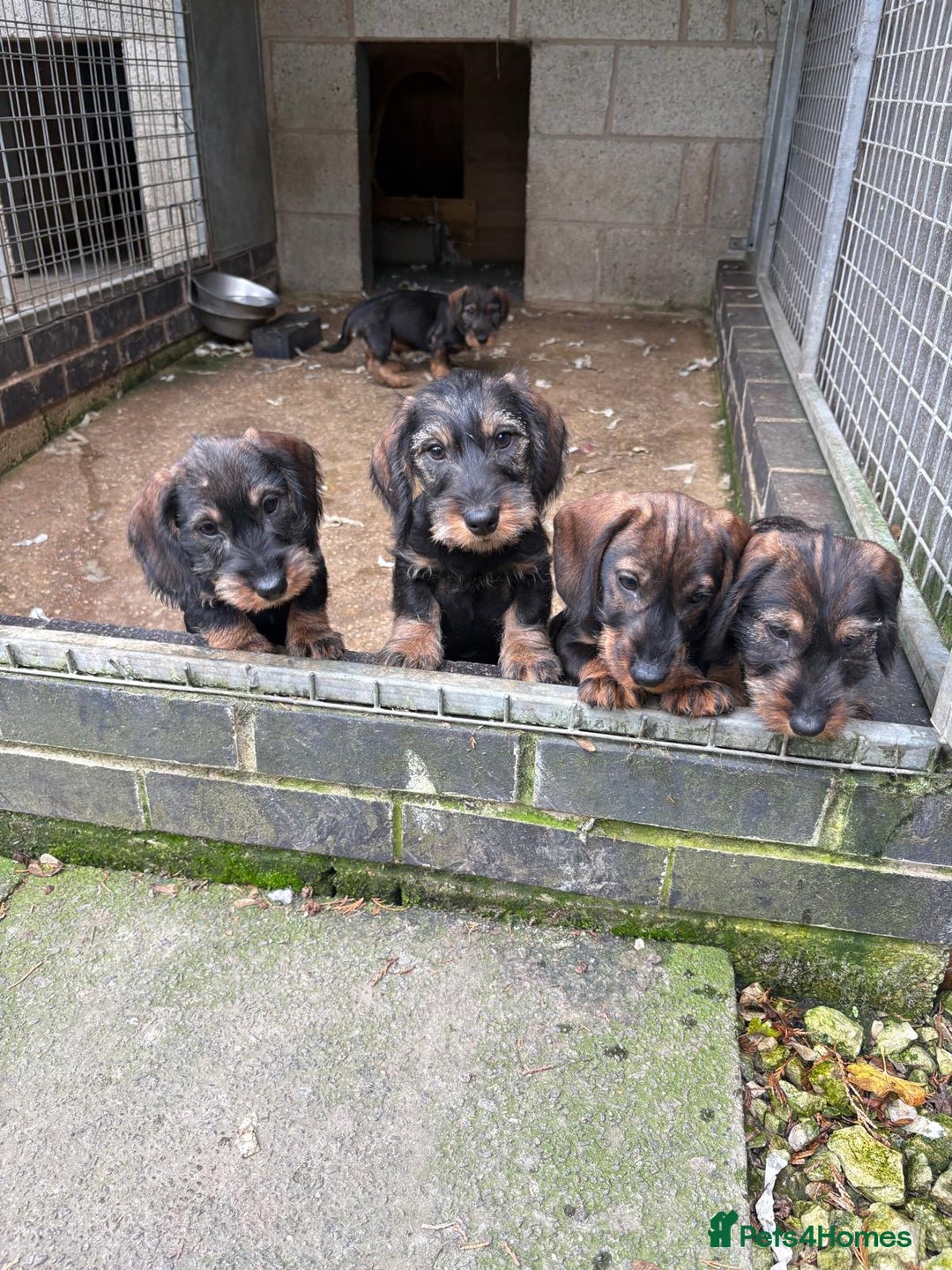 Dachshund dogs for sale: Ready now standard Wirehair dachshund (teckel)  - Advert 1