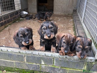 Dachshund dogs - Advert 3