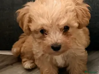 Maltipoo dogs F1 maltipoo pups - Advert 1