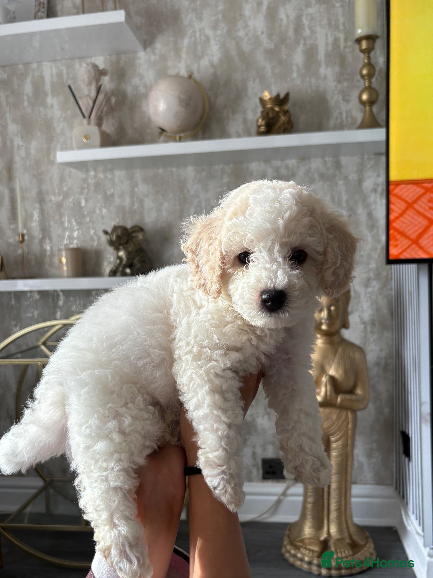 Cavapoochon dogs *REDUCED*READY TO LEAVE ON THE 7th Cavapoochon pup - Advert 1