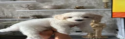 Cavapoochon dogs for sale: *REDUCED* LAST TINY BOY LEFT ready to leave - Advert 1