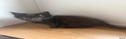 Maine Coon cats for sale: Maine coon kittens - Advert 6