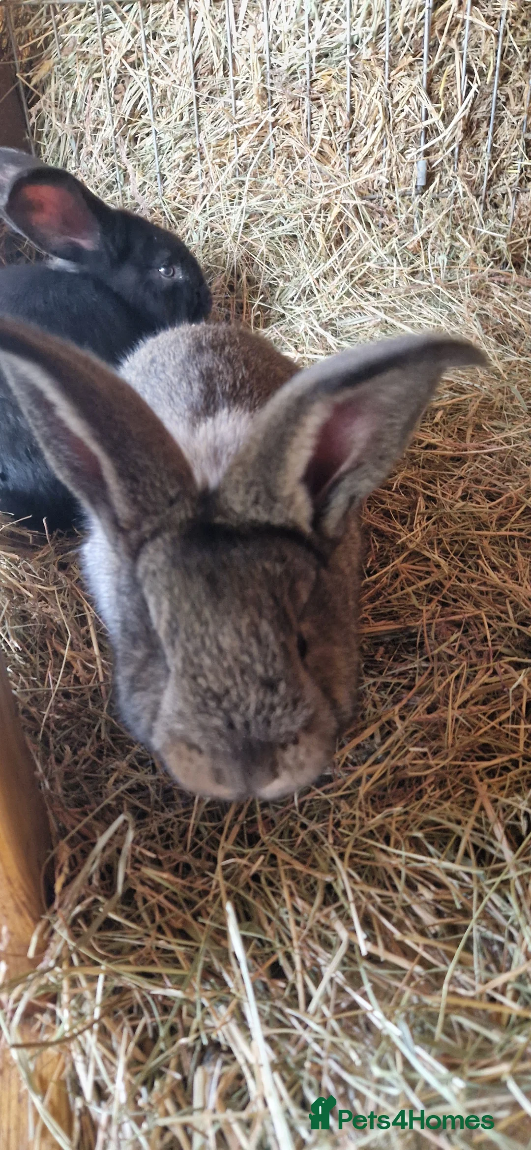 Continental Giant rabbits for sale: Continental Giant rabbits in Mansfield - Advert 2