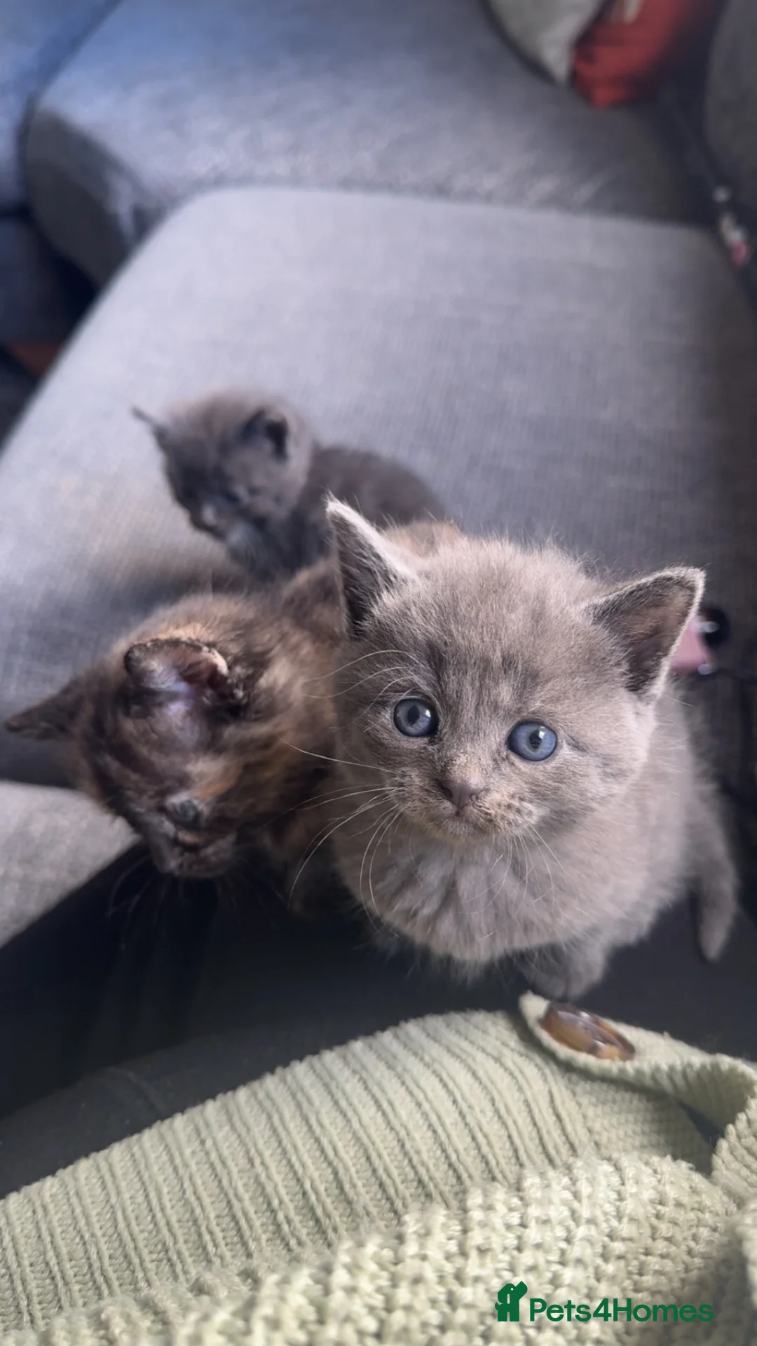 Mixed Breed cats for sale: Male Bengal x Tortoiseshell Kitten  - Advert 2