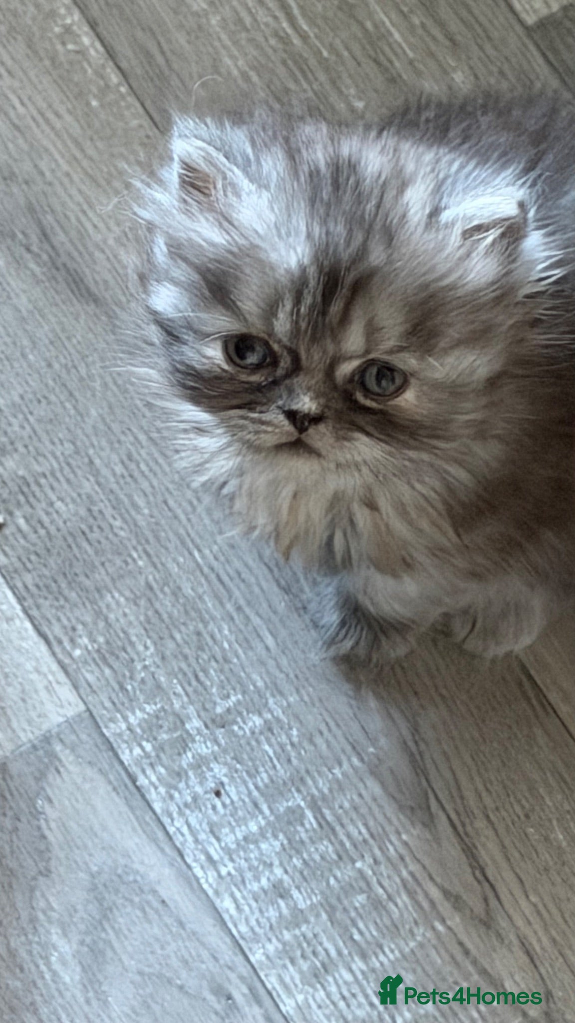 Persian cats Chinchilla exotic Persians kittens - Advert 12