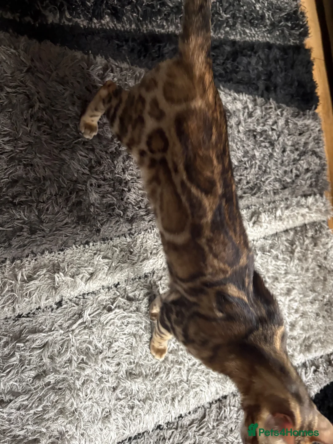 Mixed Breed cats for sale: Half bengal kittens  - Advert 1