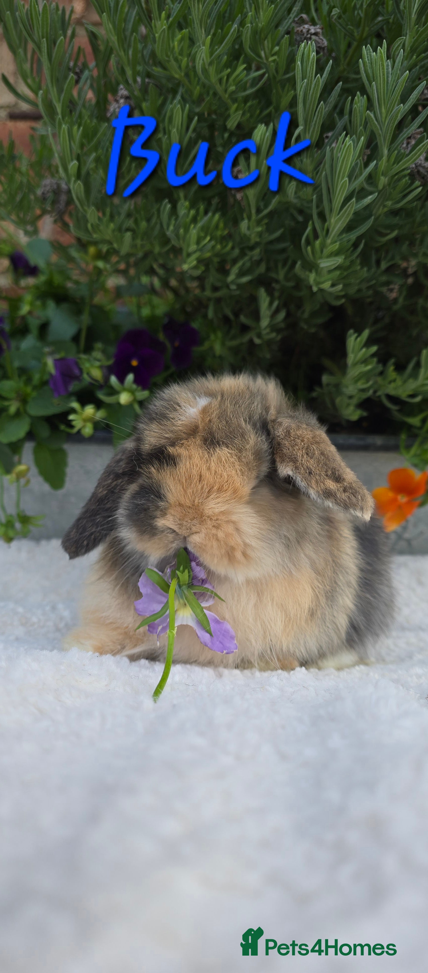 Mini Lop rabbits Beautiful mini lops girls and boys - Advert 2
