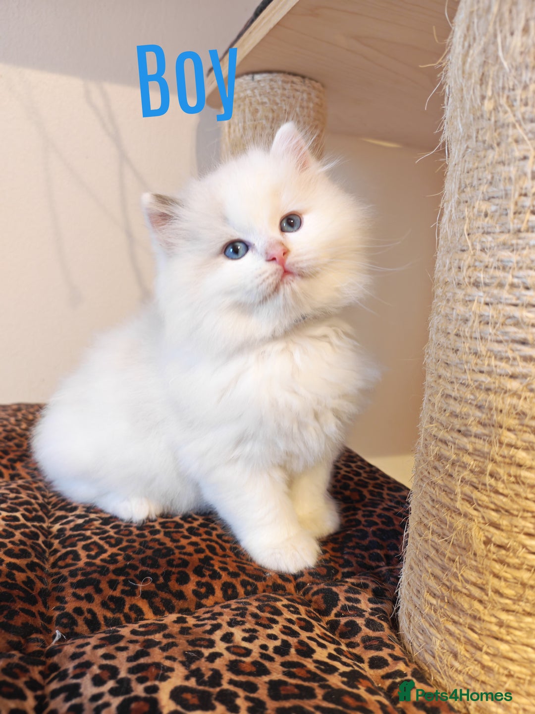Ragdoll cats for sale: GCCF REGISTER KITTENS  - Advert 10