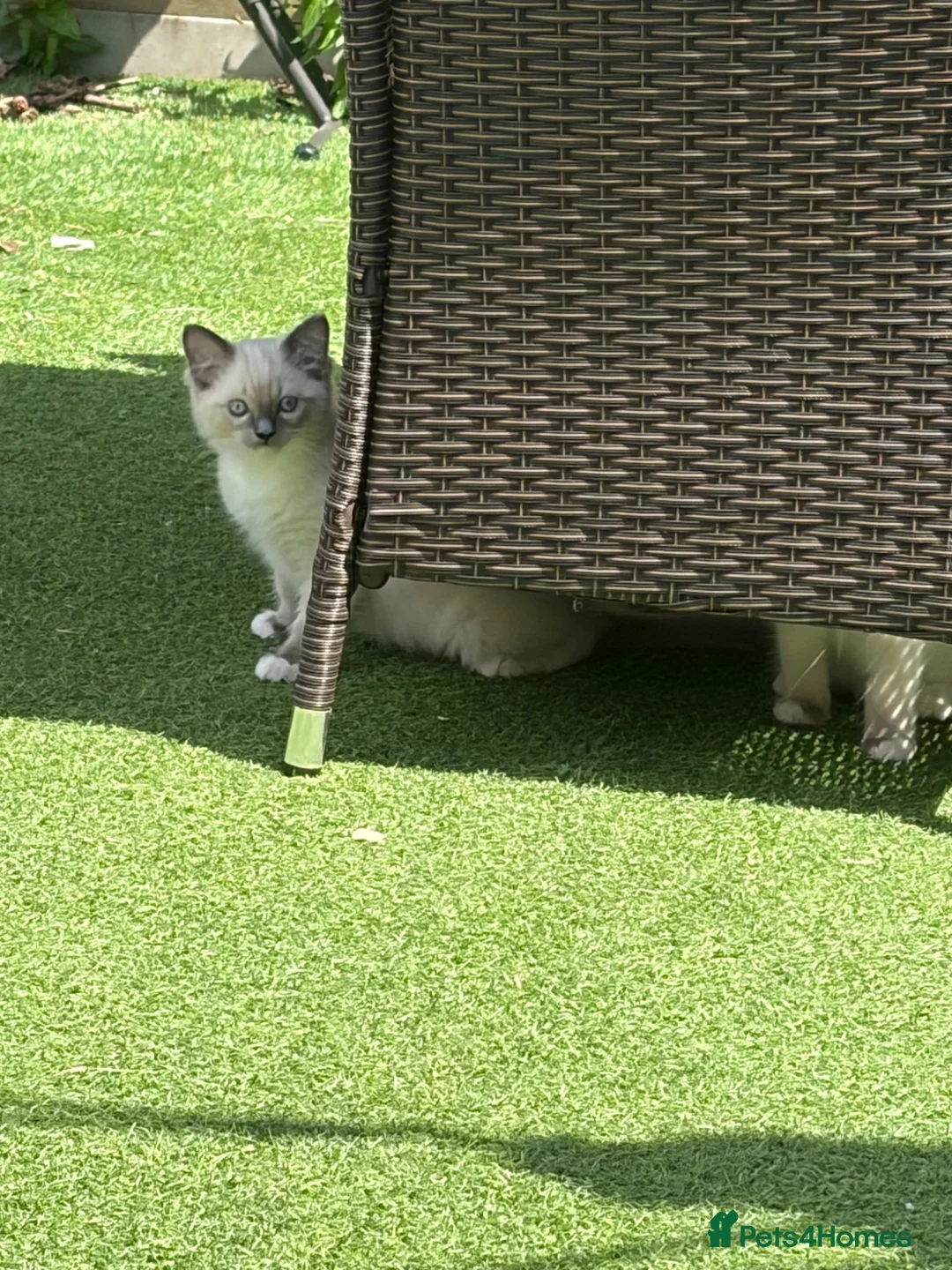 Ragdoll cats for sale: Blue pedigree Ragdoll kittens ready now..  - Advert 2