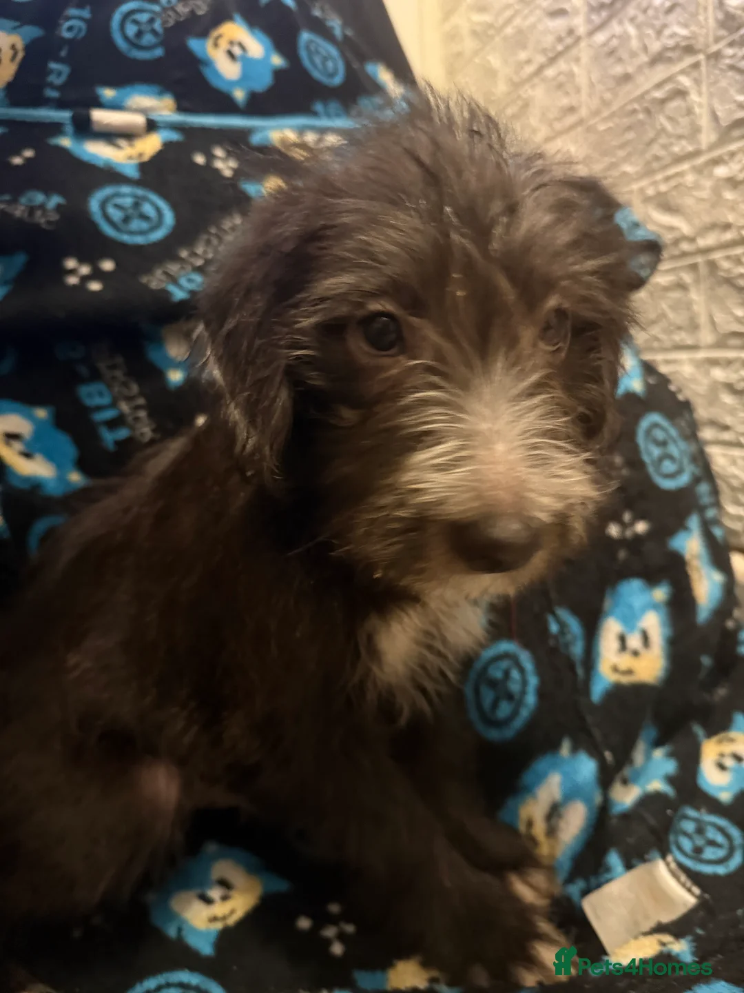 Mixed Breed dogs for sale: 6 Australian Shepherd X Springer x terrier puppies - Advert 4