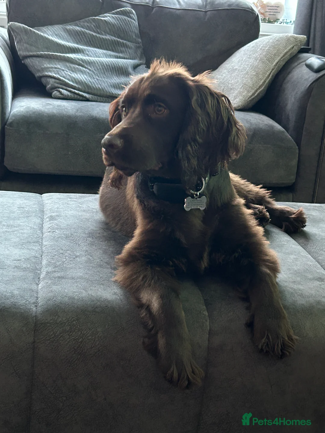 Cocker Spaniel dogs for sale: Male cocker Spaniel  - Advert 7