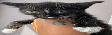 Mixed Breed Kitten 1