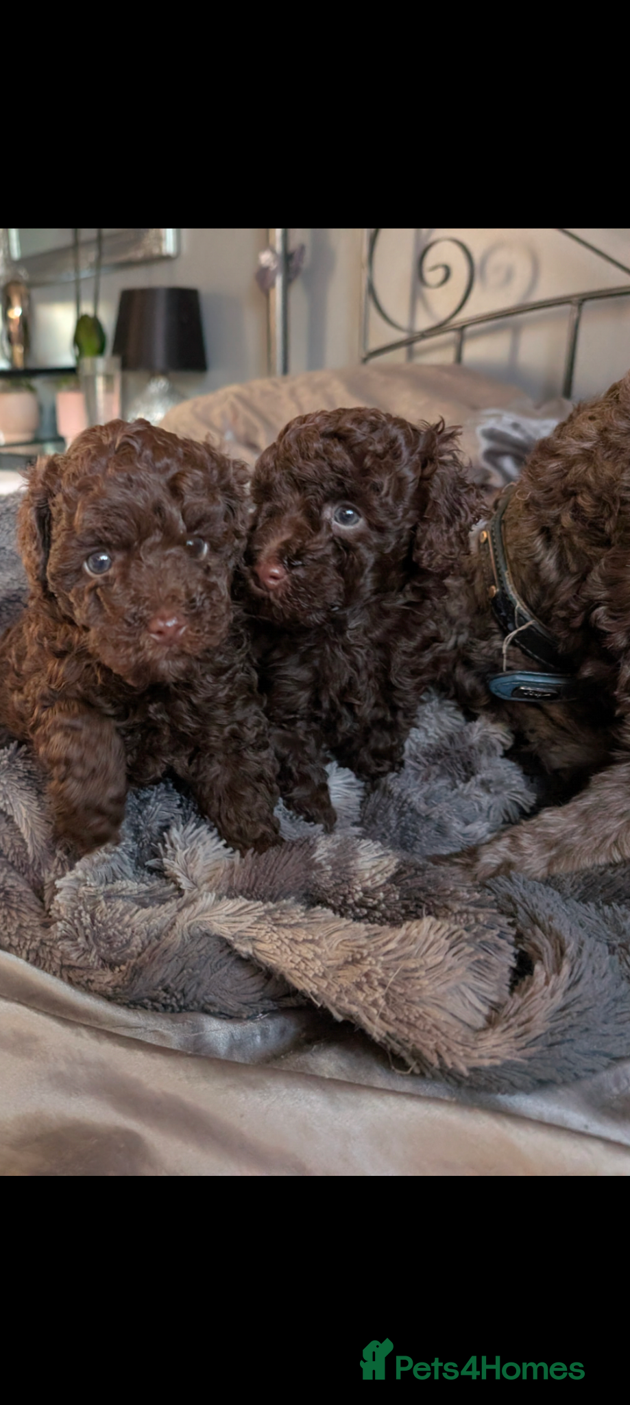 Labradoodle dogs 🐾Stunning adorable F1BB Mini Labradoodle Pups🐾  - Advert 1