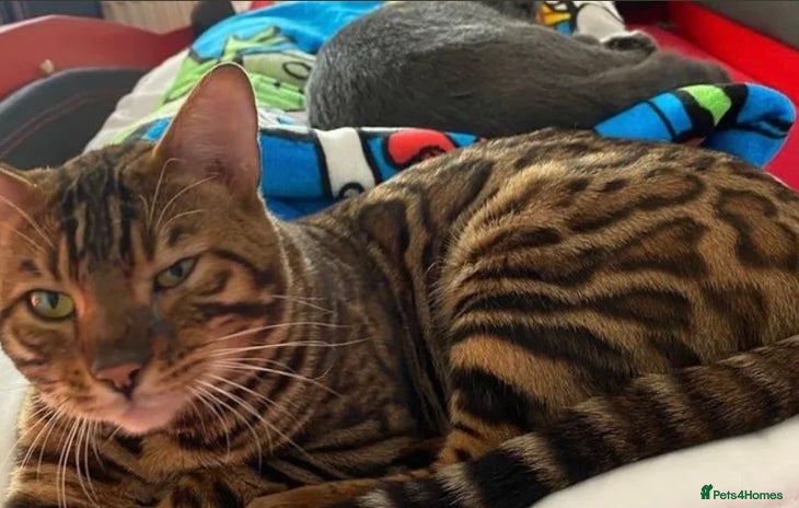 Bengal cats in Sunbury-on-Thames - Advert 1