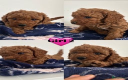 Cockapoo dogs for sale: Cockapoo babies  - Image 2