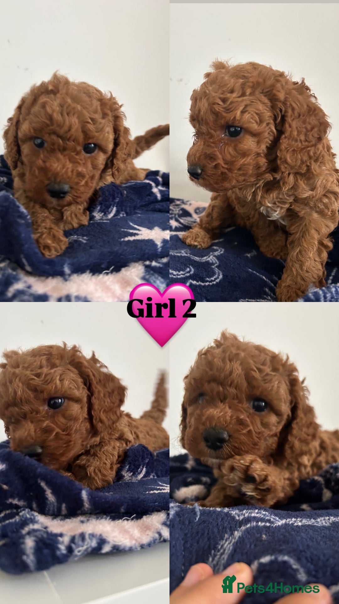 Cockapoo dogs for sale: Cockapoo babies  - Image 2