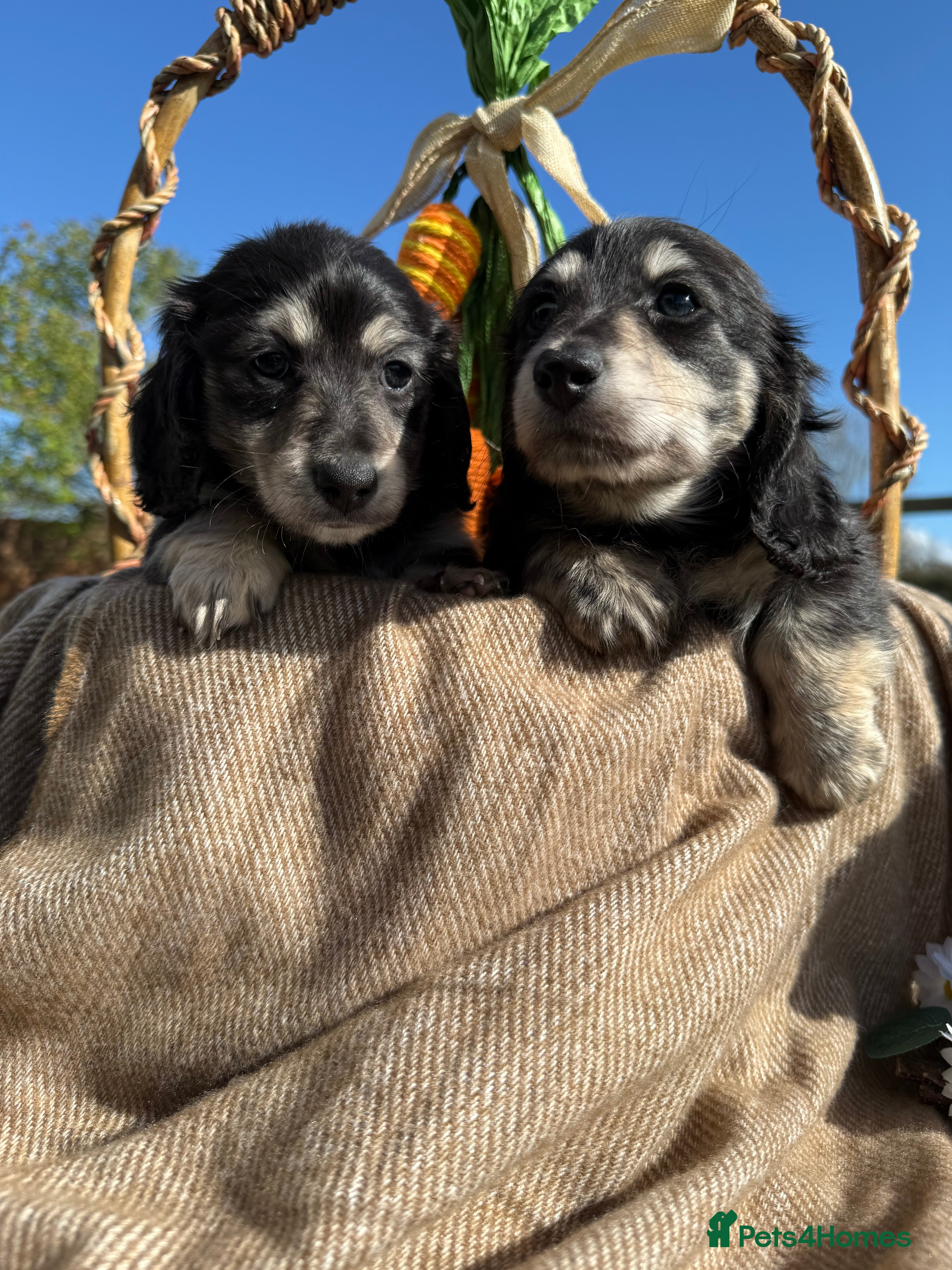Dachshund dogs Stunning miniature long haired dachshund  - Advert 1