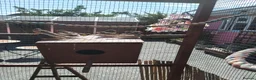 Finches birds for sale: MIXED ZEBRA FINCHES - Advert 3