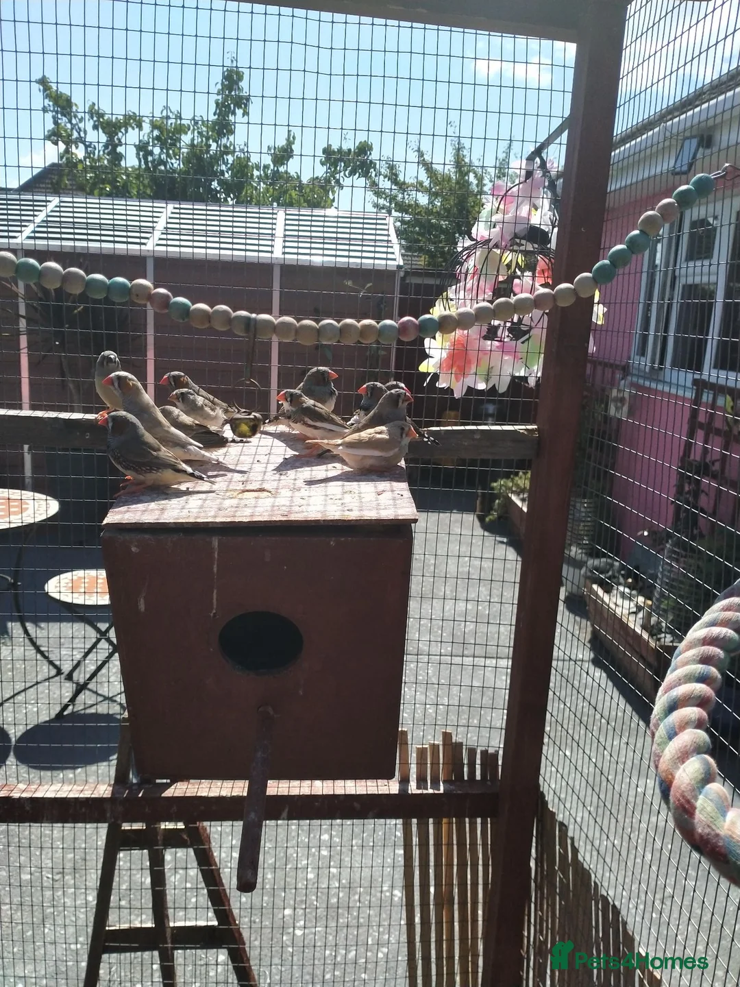 Finches birds for sale: MIXED ZEBRA FINCHES - Advert 3