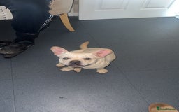 Mixed Breed dogs for sale: White Frenchie X Pug - Image 1